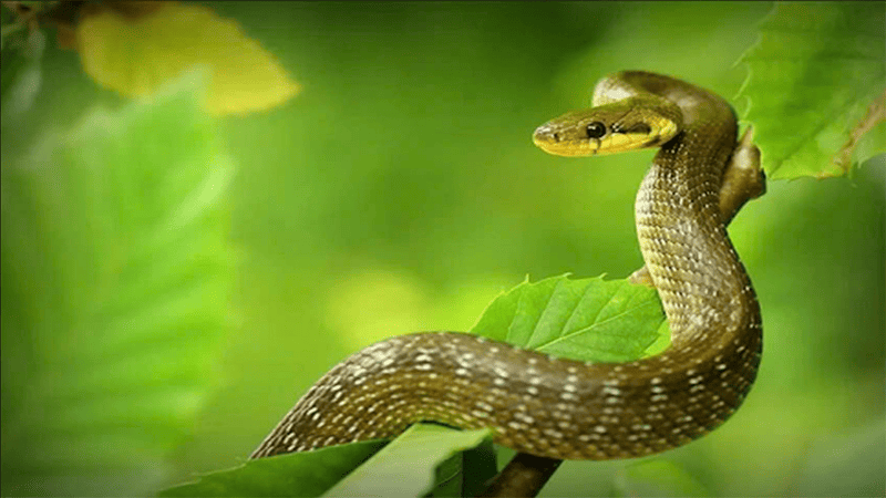 Giờ Tỵ: Giải Mã Ý Nghĩa, Cách Tính Và Ứng Dụng Chuẩn Xác  3 Ứng dụng Giờ Tỵ trong chọn ngày, xuất hành, khai trương và sinh con